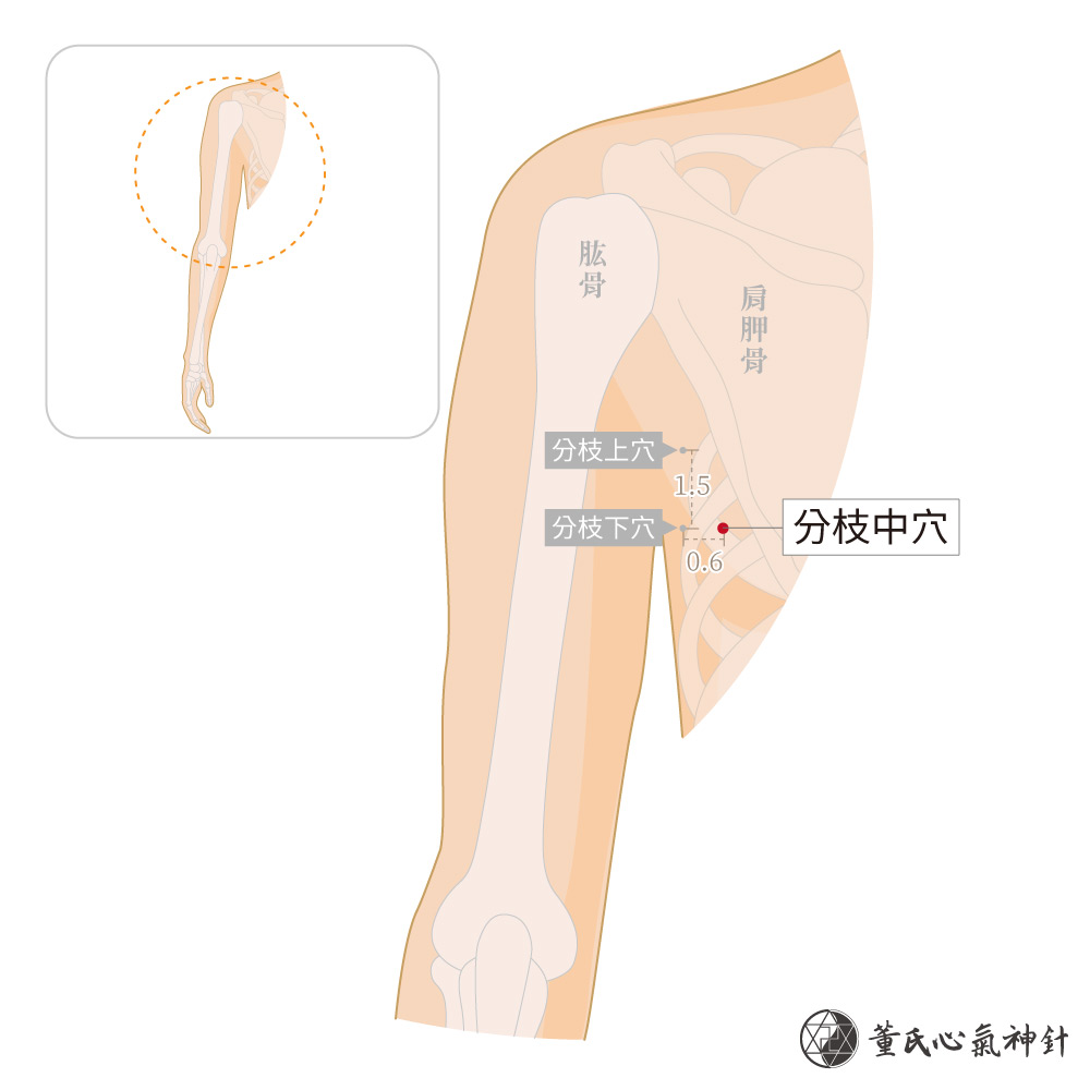 分枝中穴