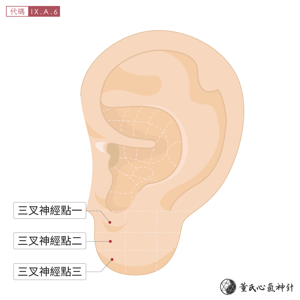 三叉神經點位於耳朵內側示意圖