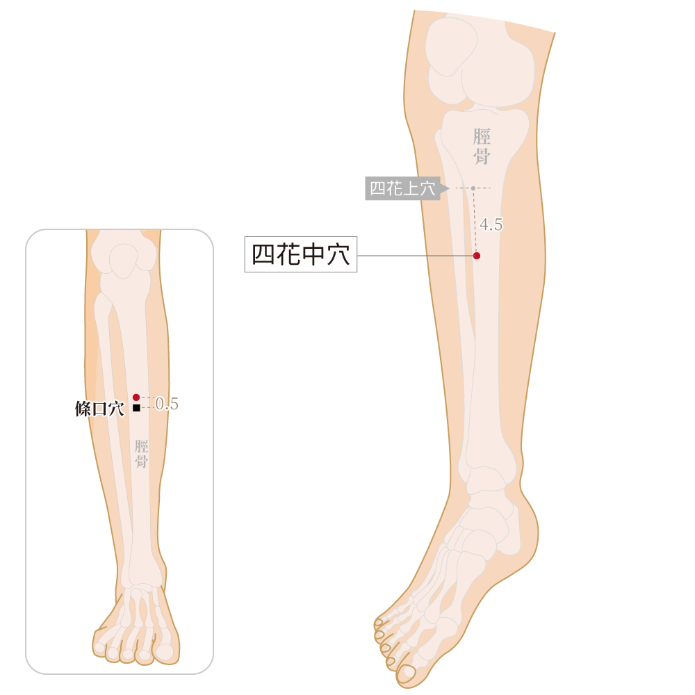四花中穴
