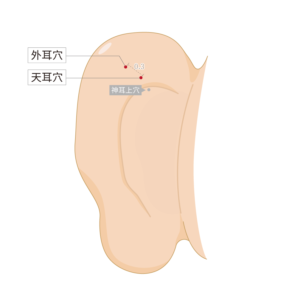 天耳穴、外耳穴