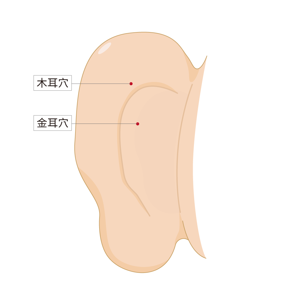 木耳穴、金耳穴