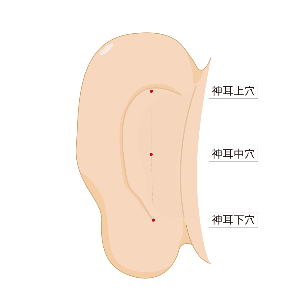神耳上穴、神耳中穴、神耳下穴