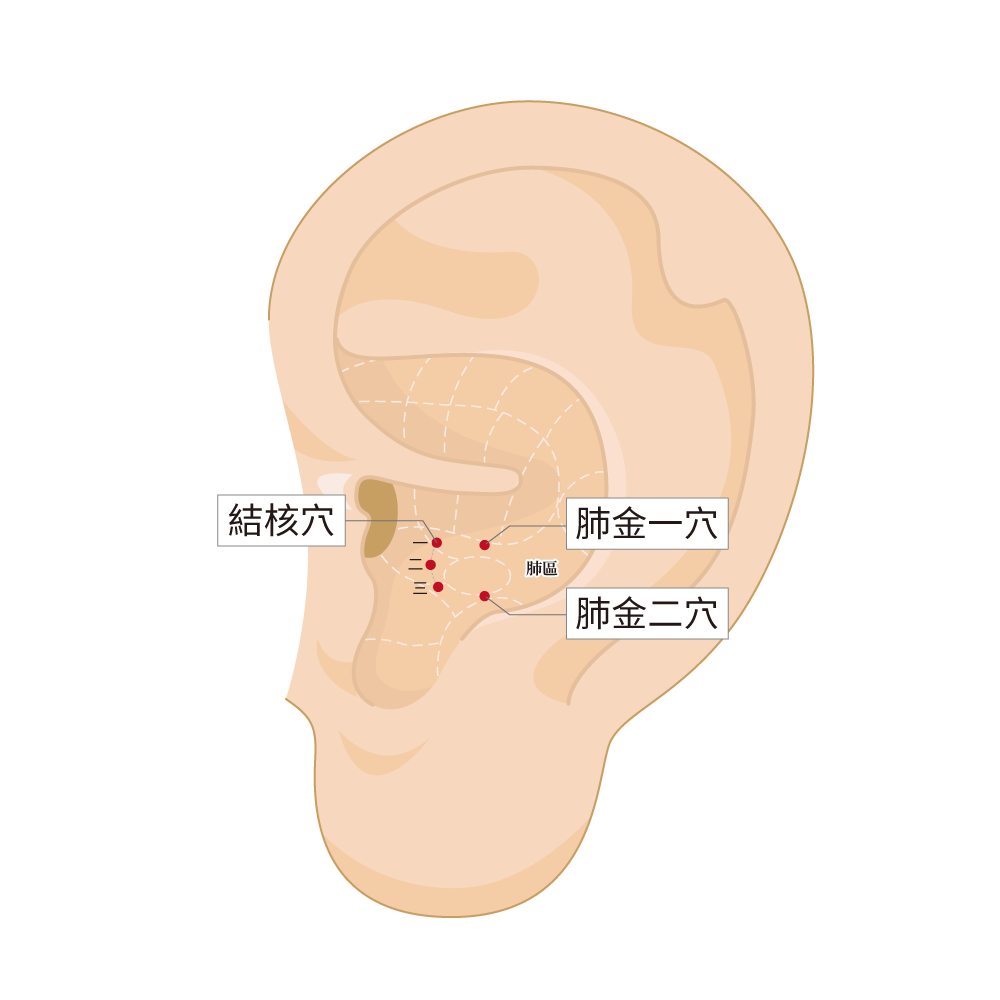 結核穴、肺金穴