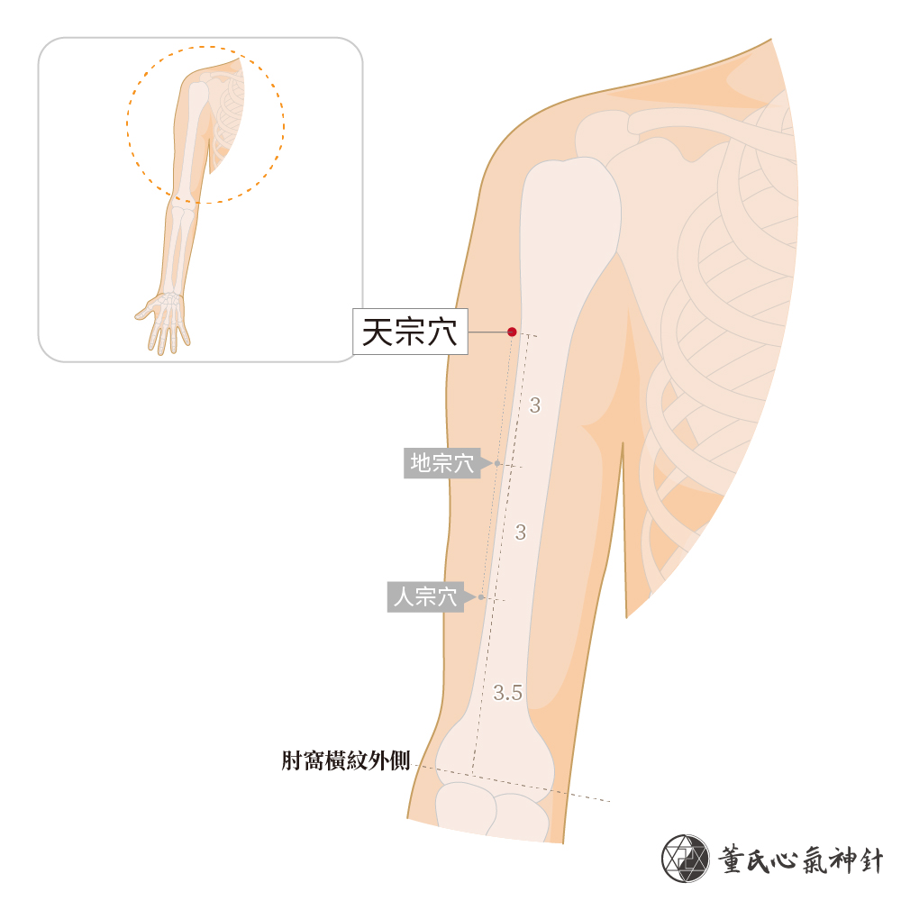 天宗穴