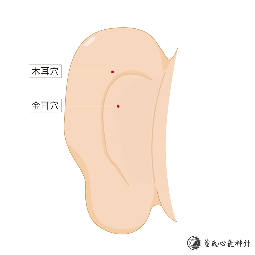 木耳穴、金耳穴